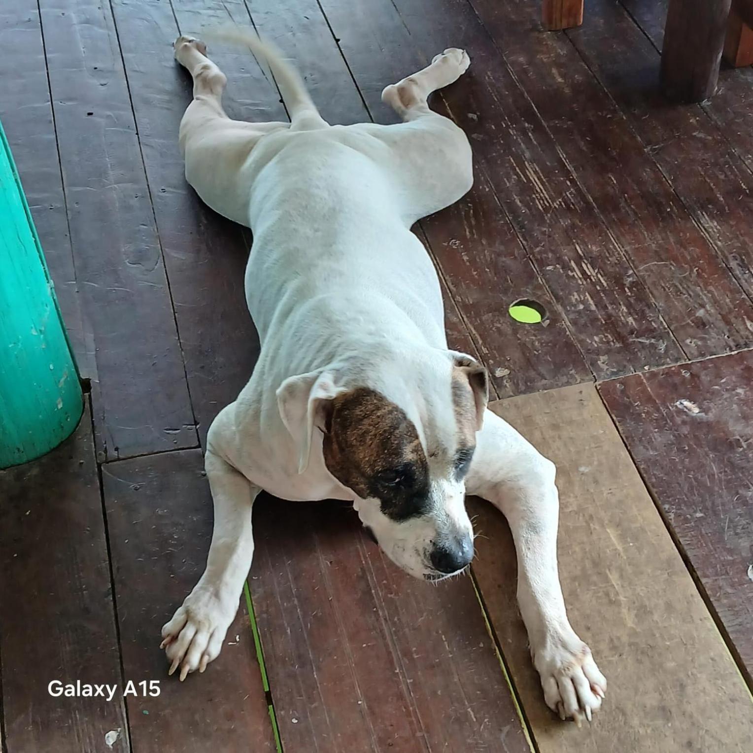 Tortugal Boutique River Lodge Rio Dulce Town Dış mekan fotoğraf