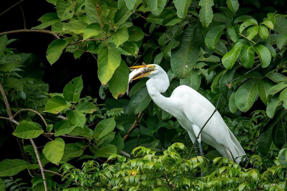 Tortugal Boutique River Lodge Rio Dulce Town Dış mekan fotoğraf